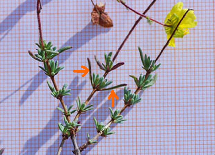 Fumana glauca da determinare